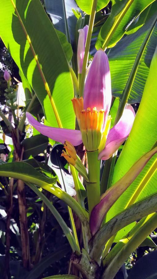 Côté Caraïbes Apartamento Bouillante Exterior foto