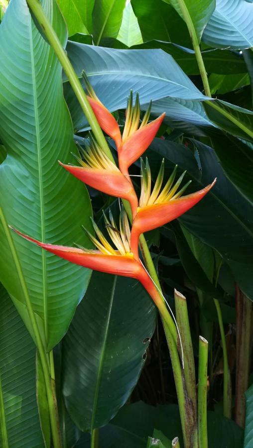 Côté Caraïbes Apartamento Bouillante Exterior foto